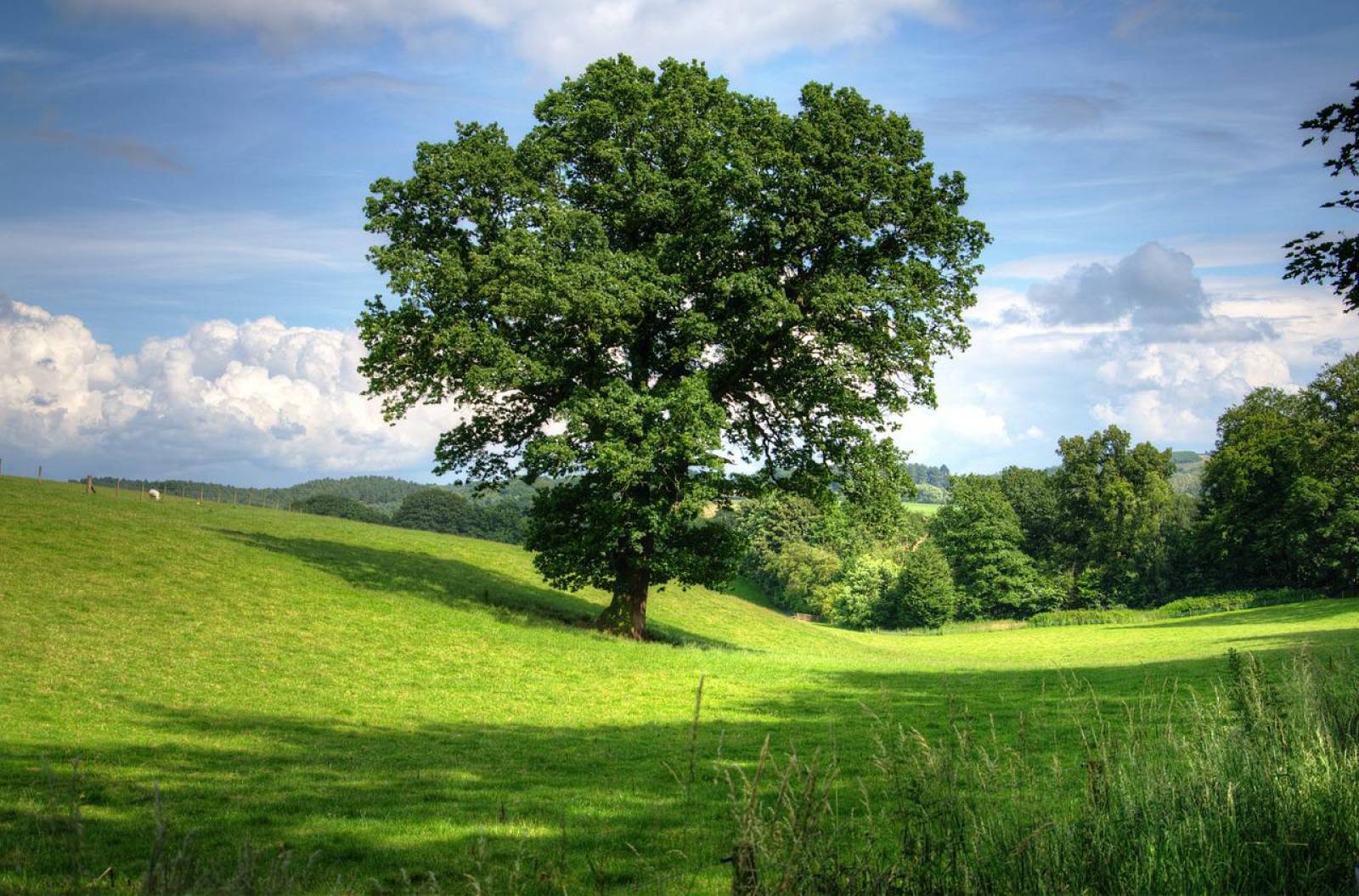 Élagueur-grimpeur pour abattage d'arbres malades Labouheyre 40