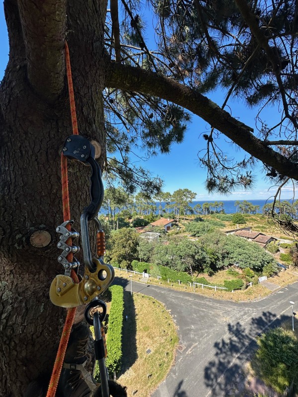 Comment tailler les branches et entretenir des arbres le long d’une route située à Biscarrosse ?