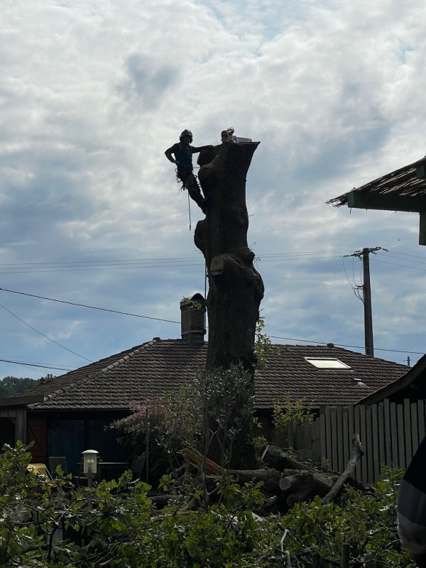 Comment intervenir pour abattre un chêne dangereux en toute sécurité près de Sanguinet ?