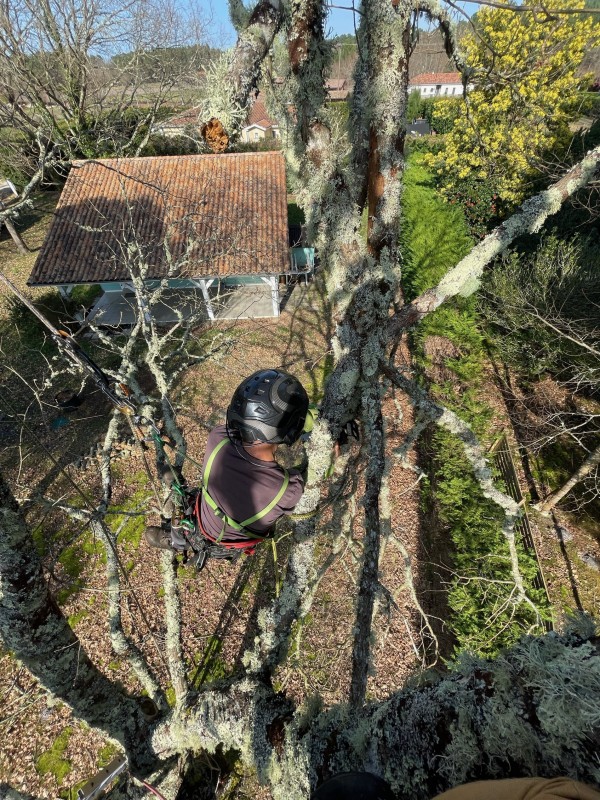 Pourquoi abattre en urgence un chêne aux branches cassées à Biscarrosse ?