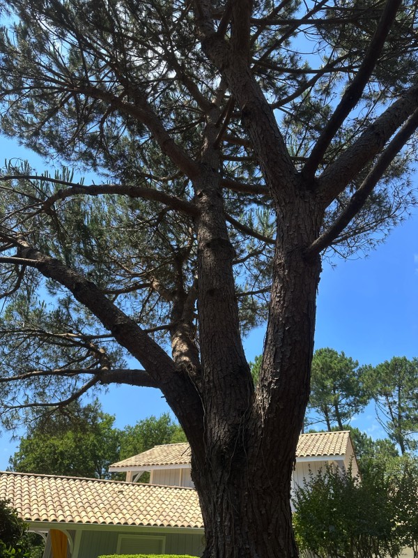 De quelles manières entretenir, élaguer un jardin de pins ou en abattre pour préserver vos espaces verts à Biscarrosse