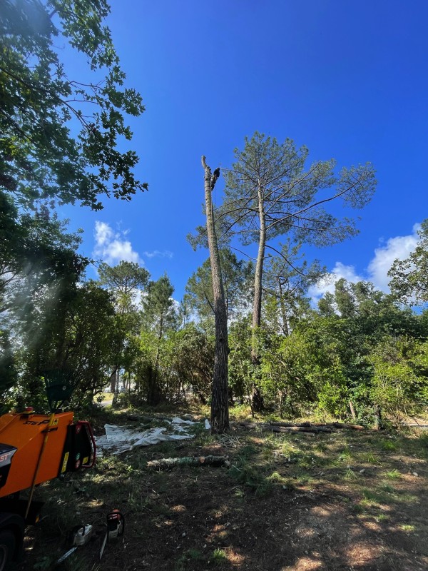 Intervention en urgence pour abattre et découper un arbre à Biscarrosse