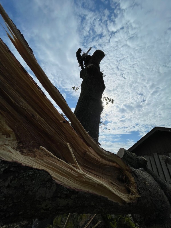 Comment intervenir pour abattre un chêne dangereux en toute sécurité près de Sanguinet ?