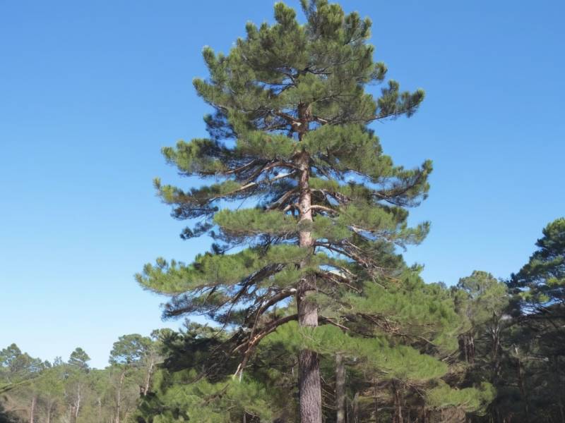 Comment assurer la taille sanitaire en tout sécurité pour un arbre de 30m de type pin à Biscarrosse