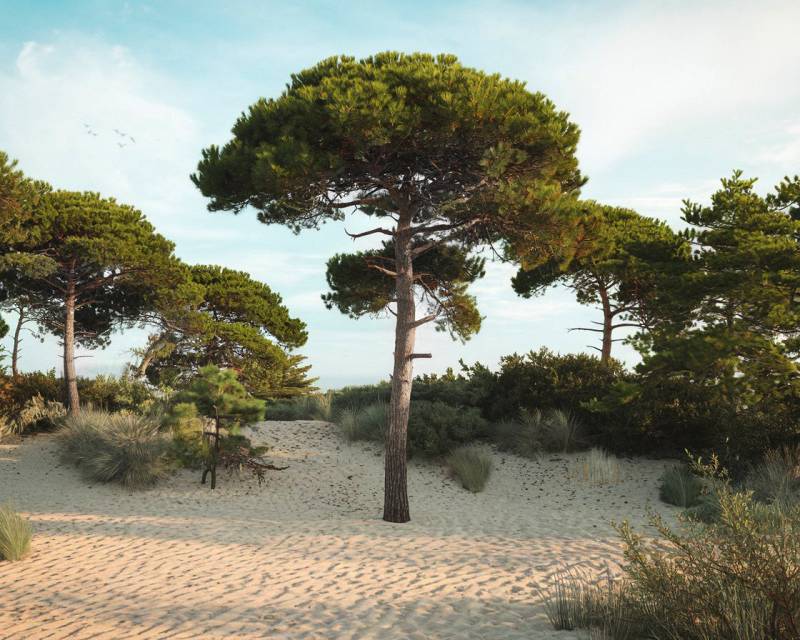 Comment sécuriser l'abattage d’un pin sur terrain difficile à Biscarrosse avec Arbo'Protect