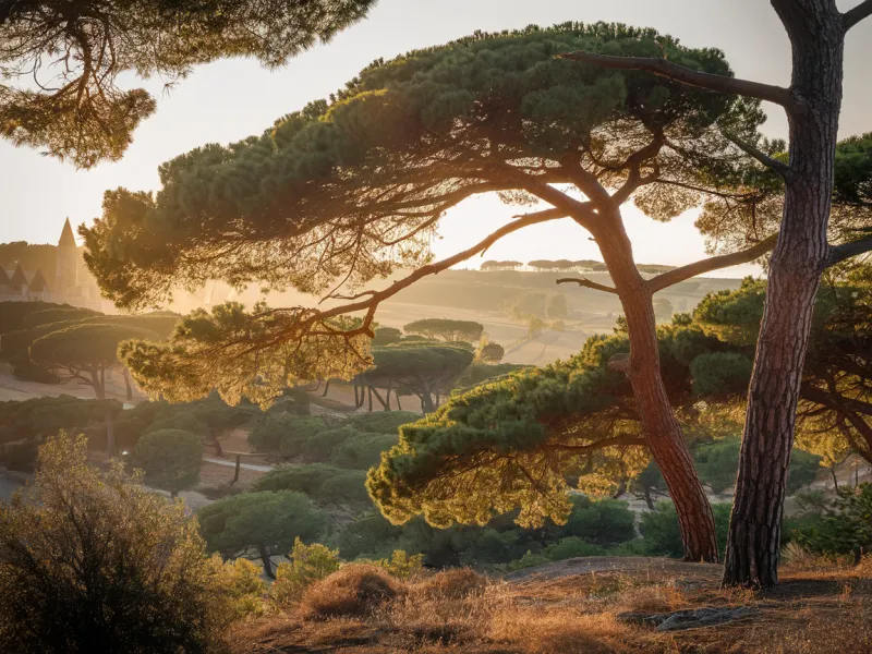 Pourquoi l'élagage régulier est essentiel pour les pins à Sanguinet ?