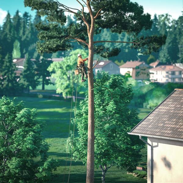 Taille professionnelle d’arbres de type eucalyptus à Ychoux pour assurer leurs santé