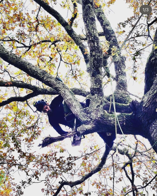 Comment est réalisée la taille sanitaire d'un chêne centenaire à Biscarrosse