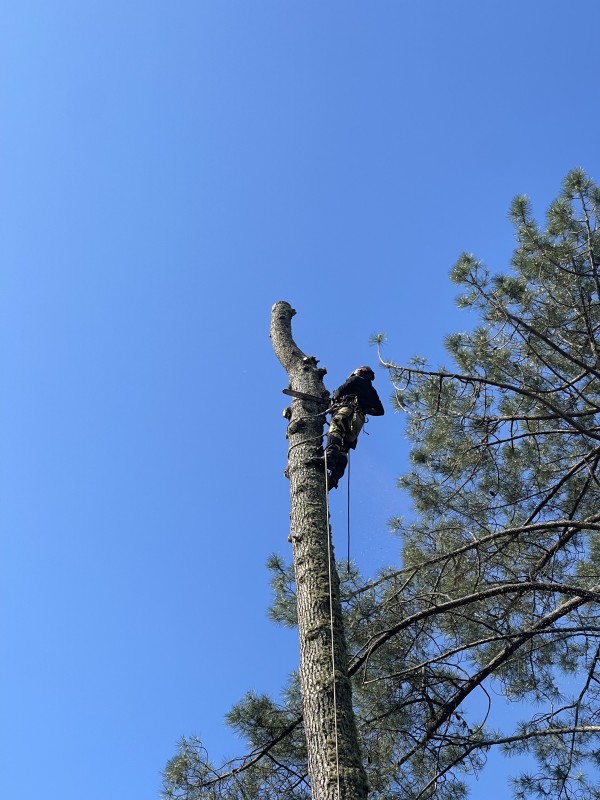 Intervention en urgence pour abattre et découper un arbre à Biscarrosse dans les Landes