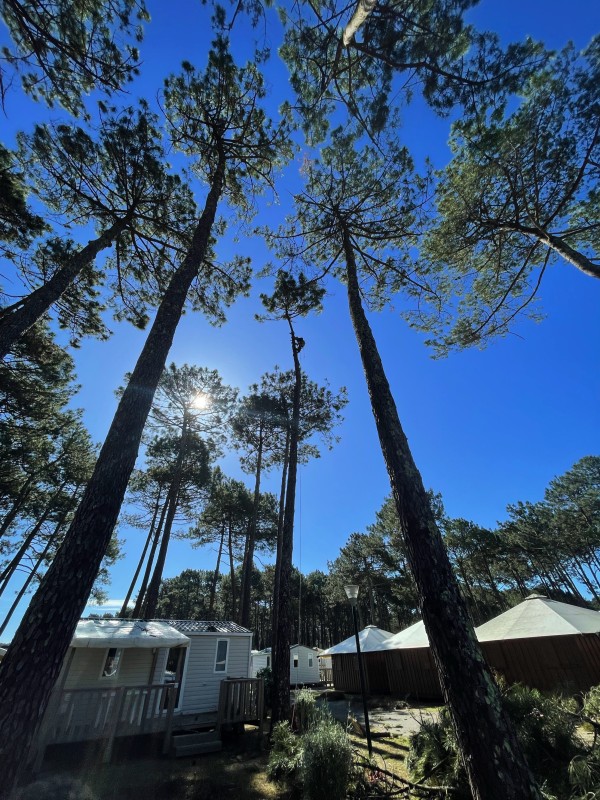 Arbo'Protect entreprise spécialisée dans l'élagage et abattage à Biscarrosse