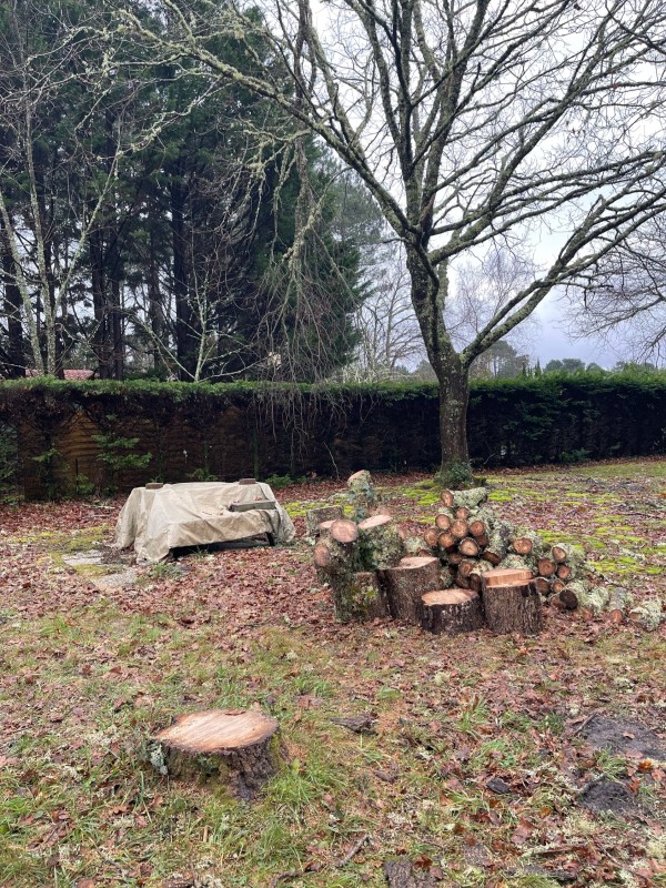 Pourquoi abattre en urgence un chêne aux branches cassées à Biscarrosse ?