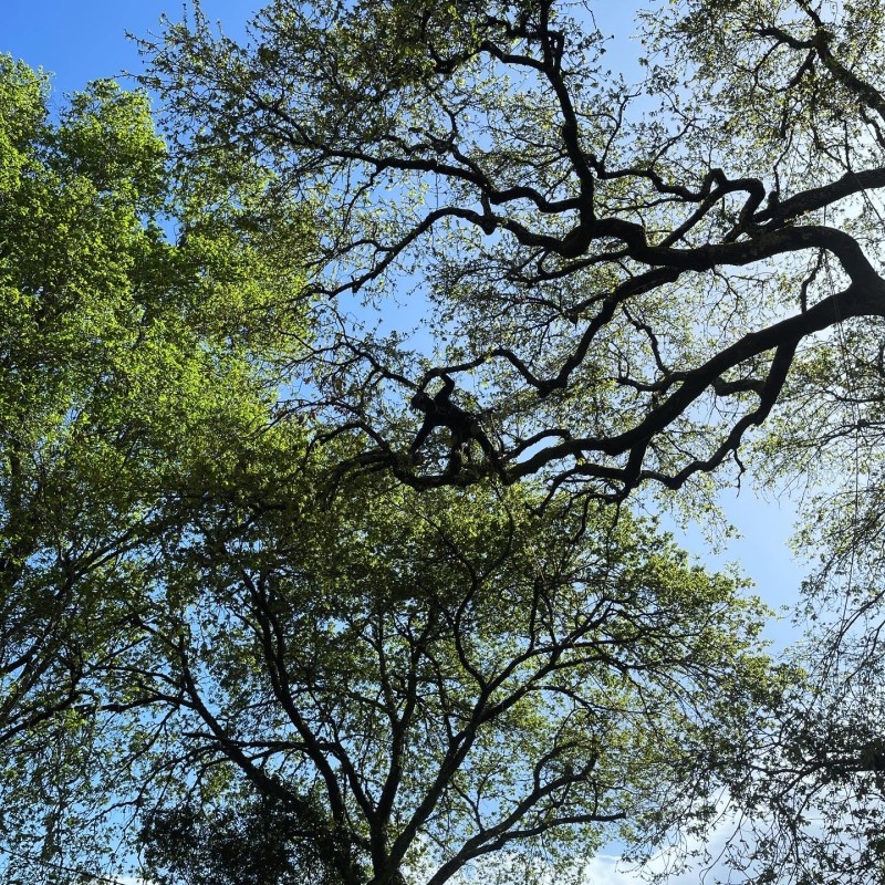 Comment bien réaliser un élagage d'arbres avec des tailles raisonnées à Biscarrosse