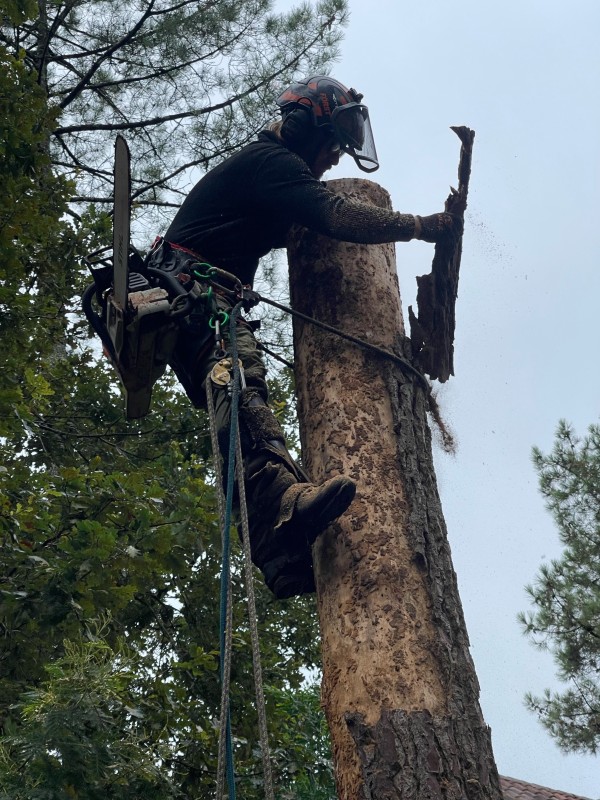 Pourquoi effectuer l’abattage en toute sécurité d’un arbre dangereux de type pin au-dessus d'une maison à Biscarrosse ?
