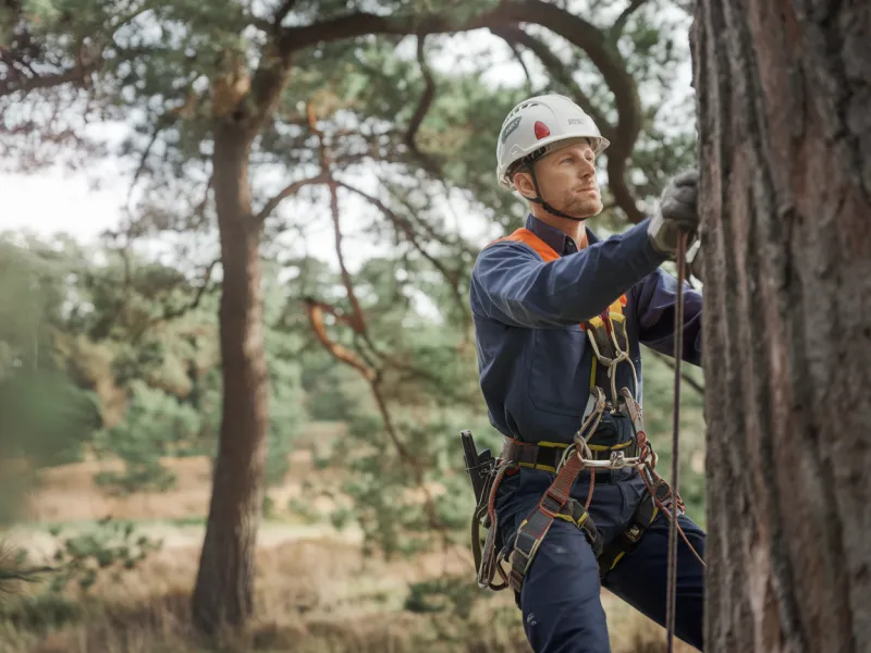 Comment savoir si un permis ou un règlement est obligatoire pour élaguer ou abattre des arbres à Pissos