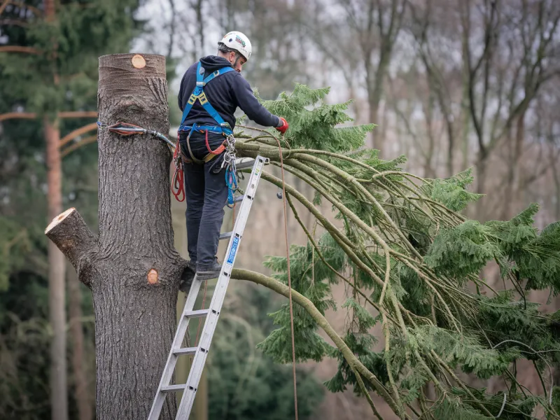 Comment savoir si un arbre est dangereux et doit être abattu à Aureilhan ? Signes, branches, racines et autres indices