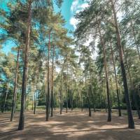 Notre zone d'activité pour ce service Élagage d'arbres avec taille de branches