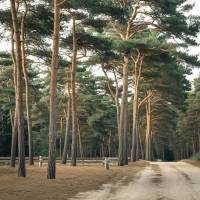 Notre zone d'activité pour ce service Faire abattre un arbre avec extraction de la souche